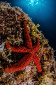 Starfish & Nudibranch by Marco Gargiulo 